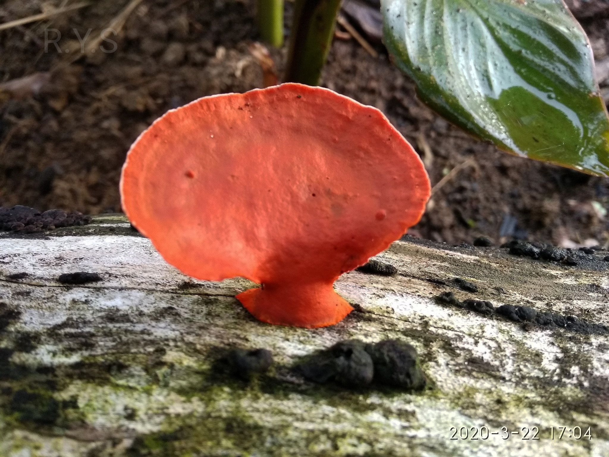 Jamur Batang Merah